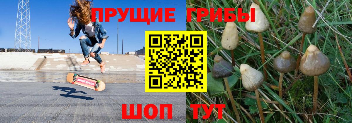 Псилоцибиновые грибы мицелий Мурино